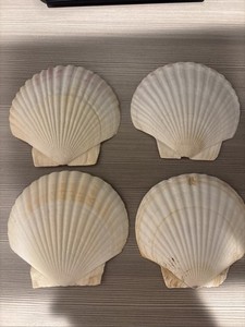 Set of 4 White Scallop Shells Free Shipping