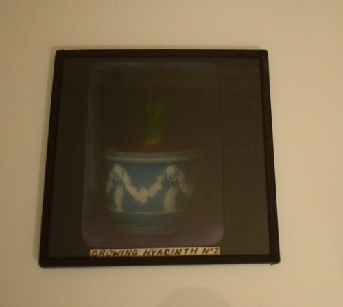 Magic Lantern Slide A GROWING HYACINTH NO2 C1910 PHOTO FLOWERS - Picture 2 of 3