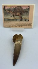 Dientes de Spinosaurus Dinosaurio F0SSIL Antes del T Rex Cretácico K544