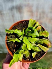 Dionaea muscipula Zip hybrid | The Venus Flytrap Carnivorous Plant in 9cm pot