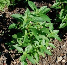 Malawi Camphor Basil - Ocimum canum - 10+ seeds -