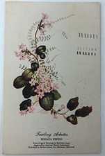 Vintage Frailing Arbutus Epigaea Repens Postcard Flower Plant 1949