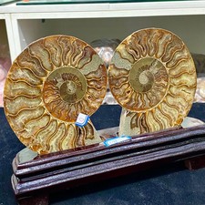 2.04LB Natural carbonized ammonite fossil snail slice specimen from Madagascar.