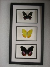 3 Schmetterlinge im Schaukasten hinter Glas  Schmetterlingsbild  45 cm x 25 cm!