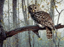 Spirit of the Forest by Russell Cobane Fine Art Print Owl Bird Poster 13x19