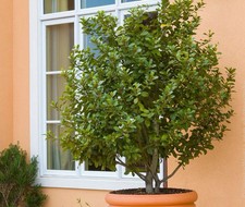Paquete De 200 Semillas De Laurel (Laurus Nobilis) – Árbol Aromático Para Maceta Y Exterior
