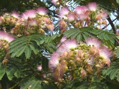 30 Mimosa Tree Seeds Albizia Julibrissin Very Fast Growing Tree Ebay 30 Mimosa Tree Seeds Albizia Julibrissin Very Fast Growing Tree Ebay
