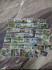 50 Zigarettenbilder Vögel 4