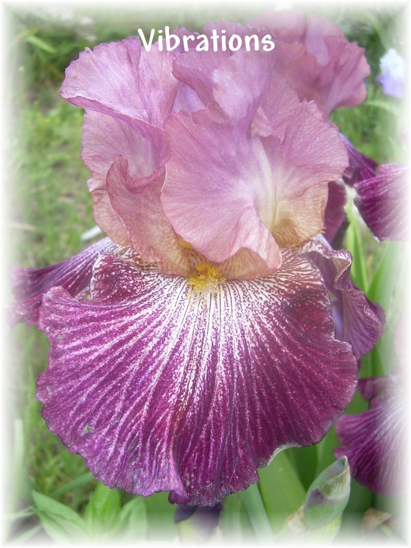 VIBRATIONS: tall bearded iris: 1 bonus with any 5