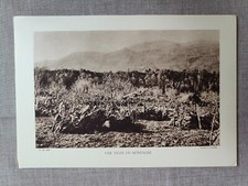 1937 UNE VIGNE EN MONTAGNE cliché de FAUCHER