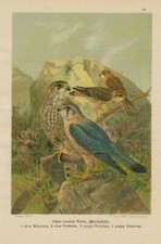 MERLINFALKE Falco columbarius Falke LITOGRAFIA 1899 Falcon Falken Falk