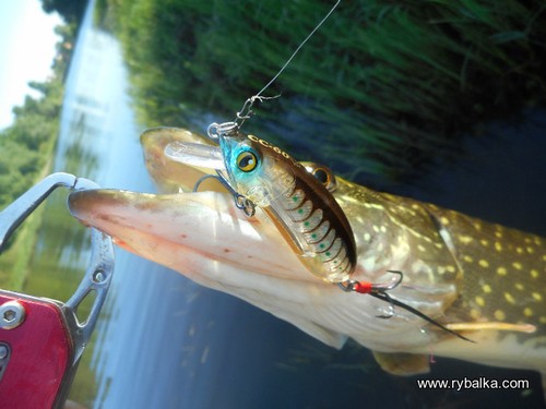 Lurefans CC-60S wobbler, fishing, bait, haggart bait, predatory fish, artificial bait - Picture 9 of 28