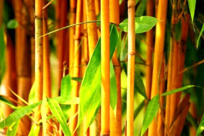 10 GOLDEN GROOVE BAMBOO SEEDS - Phyllostachys aureosulcata f. aureocaulis |  eBay
