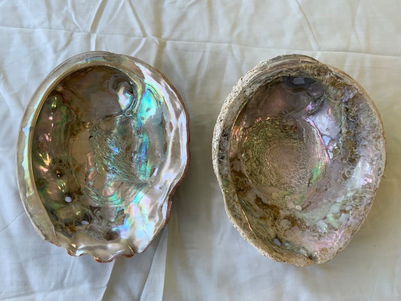 Natural 2ea. Abalone Sea Shells from Southern California, in the Summer of 1965.