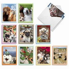 20 Assorted Blank Cards (10 Designs, 2 Each) - Animal Selfies AM2373OCB-B2x10