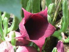 Stapelia leendertziae  Black Bells one unrooted cutting at least 4  inches tall