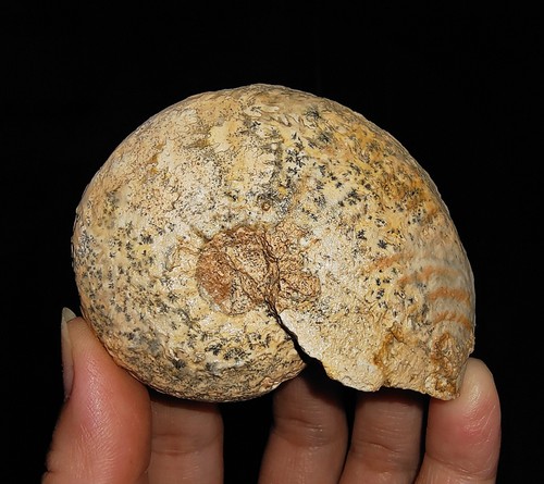 TOLLER AMMONIT !!! SELTENES DISTICHITE TRIAS FOSSIL AUS TIMOR, INDONESIEN 70MM