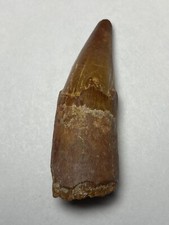 spinosaurus tooth fossil