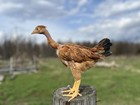 6 x “Polaco Gigante” or “Giant Pole” Naked Neck Indio Gigante RARE! — photo 3