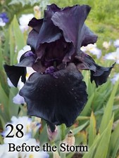 1 Rizoma Iris Germanica barbata Giaggiolo "before the storm" Nero