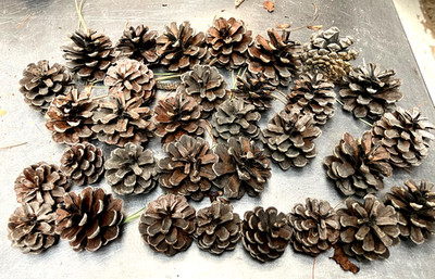 Lot of 30 *Gray Tint* Small Pine Cones  crafts and decorating Eastern Pitch pine