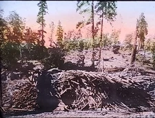 Piles of Branches After Logging??, NO LABEL, Victor Magic Lantern Glass Slide