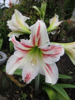 HIPPYEASTRUM BULBS (3 IN TOTAL) WHITE WITH PINK