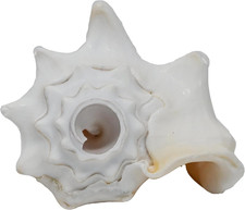 Small Bahama Conch Shell Horn Milk Conch - 5-6 inch