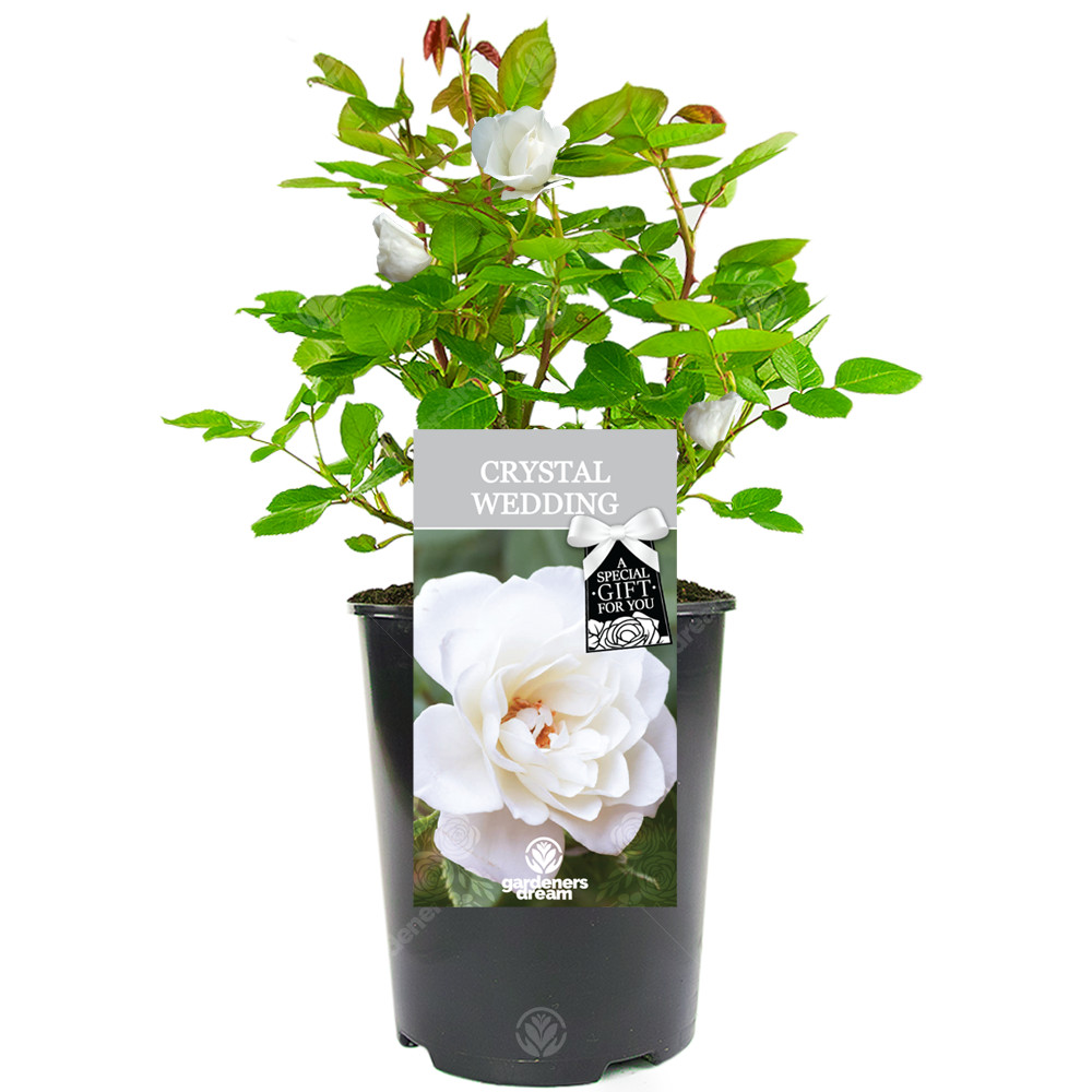 Crystal Wedding Rose - 15th Wedding Anniversary Gift - Live Rose Bush Plant
