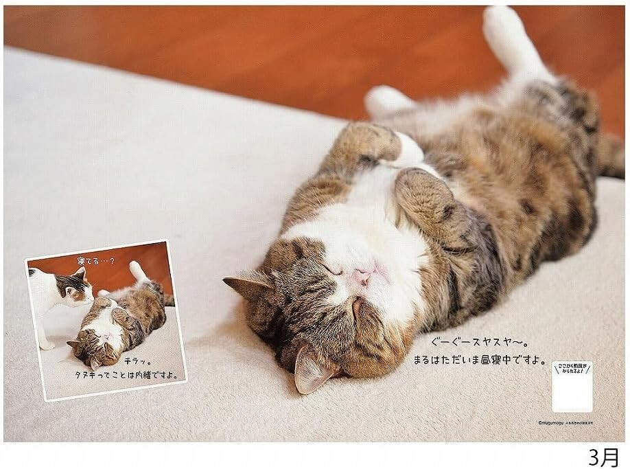 I am MARU. 2024 Calendar Japanese Cat No.045 | eBay