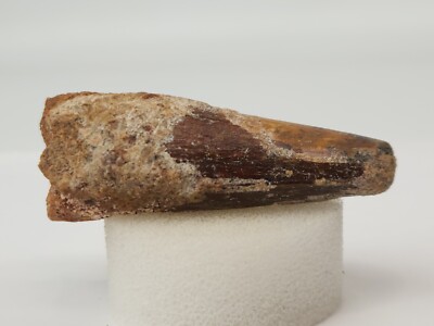 Dent De Spinosaurus Fossile - 2,44 / 6,2 Cm - Kem Kem Maroc - Biface