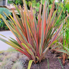 Phormium Sundowner New Zealand Flax - Large XL 3Lt Pot Compact Evergreen Shrub