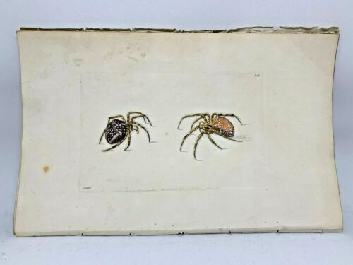 Diadem Spider - 1783 RARE SHAW & NODDER Hand Colored Copper Engraving - Afbeelding 1 van 1