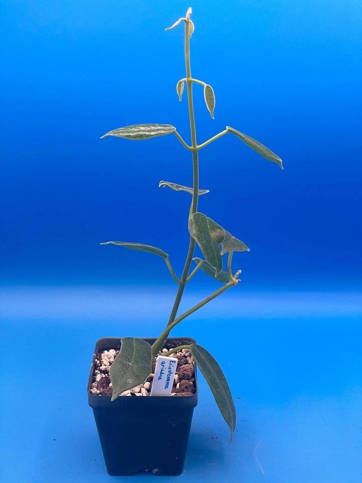 Hoya Ariadna Fully Rooted Grown In 3.5" pot - Eriostemma Ariadna - Image 2 of 4