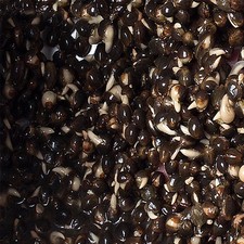 GIANT Hemp Seed, Raw, River, Carp fishing 3mm plus, match fishing