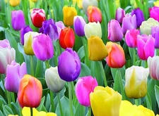 Mixed Pastel Tulip Bulbs Perennial Flowers 10