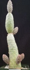 Live Pine Cone Cactus Cutting - Buy 2 Get 1 Free!