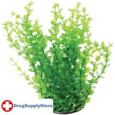 RA Green Moneywort - 10"