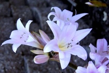 2 mature Pink Naked Lady Bulbs Live Plants Amaryllis Belladonna Lily Outdoor