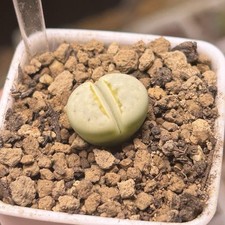 Exact Plant，1pc C349A Lithops julii 'Peppermint creme‘，Living Stone