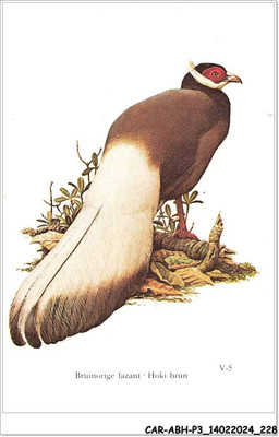 Car-Abhp3-0517-Chromos - De Beukelaer - Brown Ringnecked Pheasant - Brown Hoki