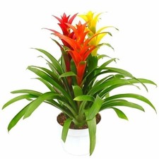 Multi-Colored Bromeliad Planter - 3 Live Plants in a Single 6 Inch Pot