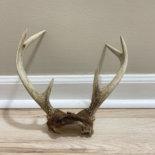 Mule Deer Skull Cap Antler Mount Deadhead Grade A Different Sizes Sold As A SET - Picture 13 of 24