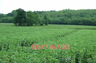 PHOTO  BEANFIELD AND WILDERLEY COPPICE SHROPSHIRE A WELL ADVANCED CROP OF (I THI