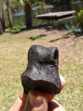 Outstanding Jet Black Petrified Bison Toe Bone Florida Ice Age Fossil Mammal 