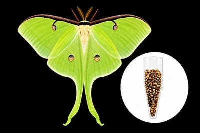 2 Dozen+(24+) Live Luna Moth Eggs Luna Egg/Ova (Actias Luna)  Luna MothEgg x 24+
