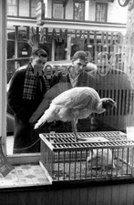 Norwich Connecticut Customers eye turkey rabbit through butcher sho- Old Photo