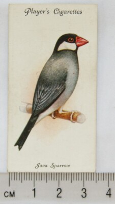 1933 John Player & Sons Voliere & Käfig Vögel 40 Java Spatz