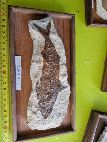 Fossil CARANGIDE bolca 20 Cm - Foto 24 di 24