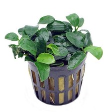 BUY 2 GET 1 ANUBIAS NANA PETITE 1 POT- Aquatic Live Plants SUPER PRICE